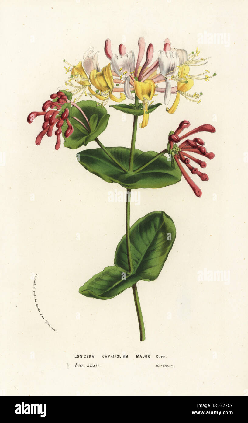 Capra-leaf caprifoglio o lonicera italiano, Lonicera caprifolium principali. Litografia Handcolored da Louis van Houtte e Charles Lemaire di fiori dei giardini e serre di Europa, Flore des Serres et des jardins de l'Europe, Gand, Belgio, 1856. Foto Stock