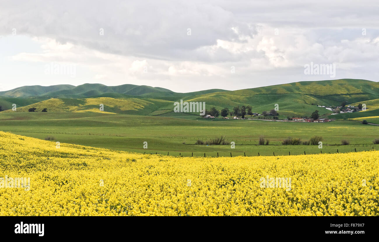 Campi di senape selvatica in primavera fiorisce in Livermore, CA. Non native di senape selvatica è un erbaccia invasiva specie in California. Foto Stock