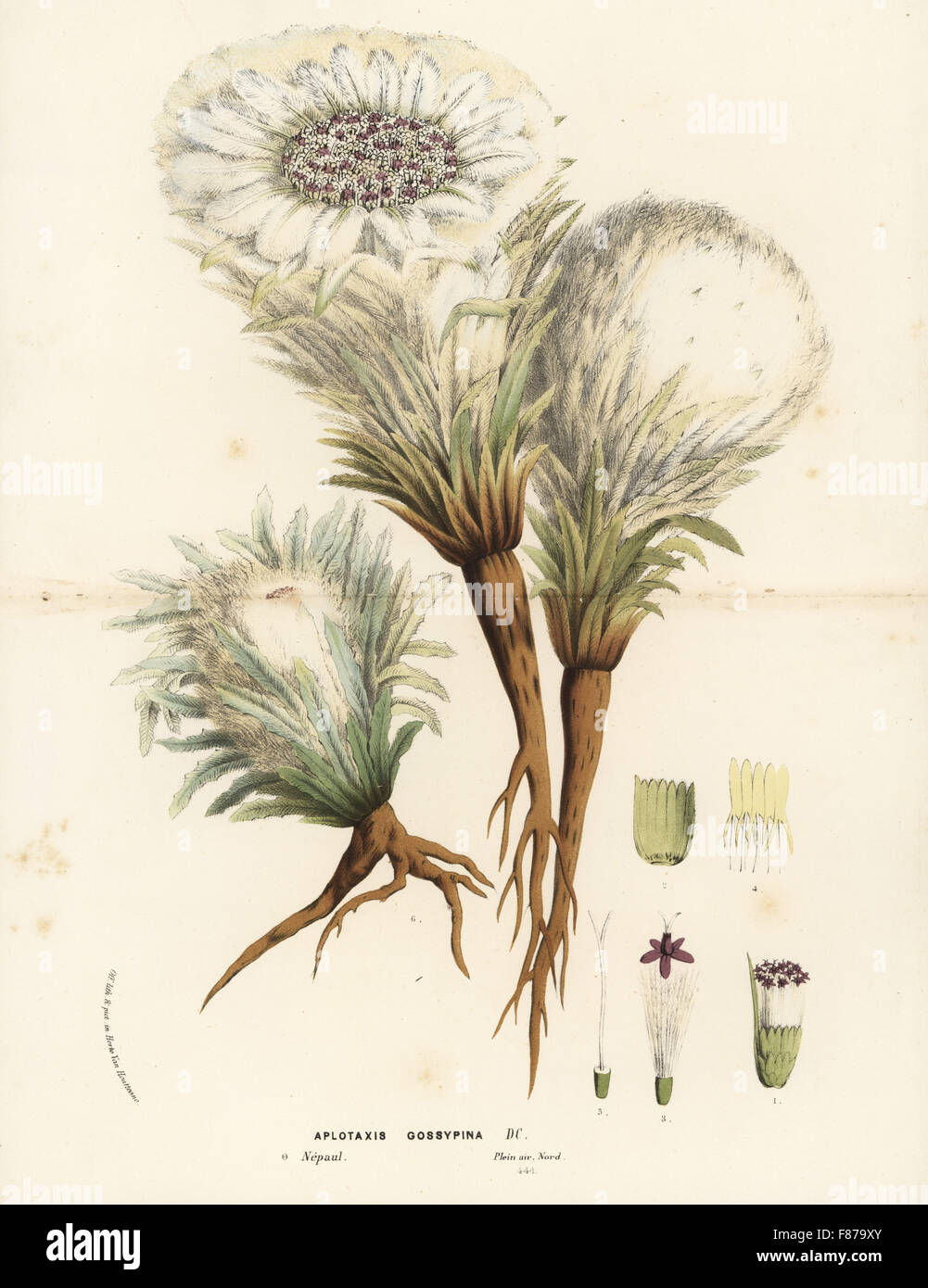 Snowball impianto, Saussurea gossypiphora (Aplotaxis gossypina). Litografia Handcolored da Louis van Houtte e Charles Lemaire di fiori dei giardini e serre di Europa, Flore des Serres et des jardins de l'Europe, Gand, Belgio, 1862-65. Foto Stock