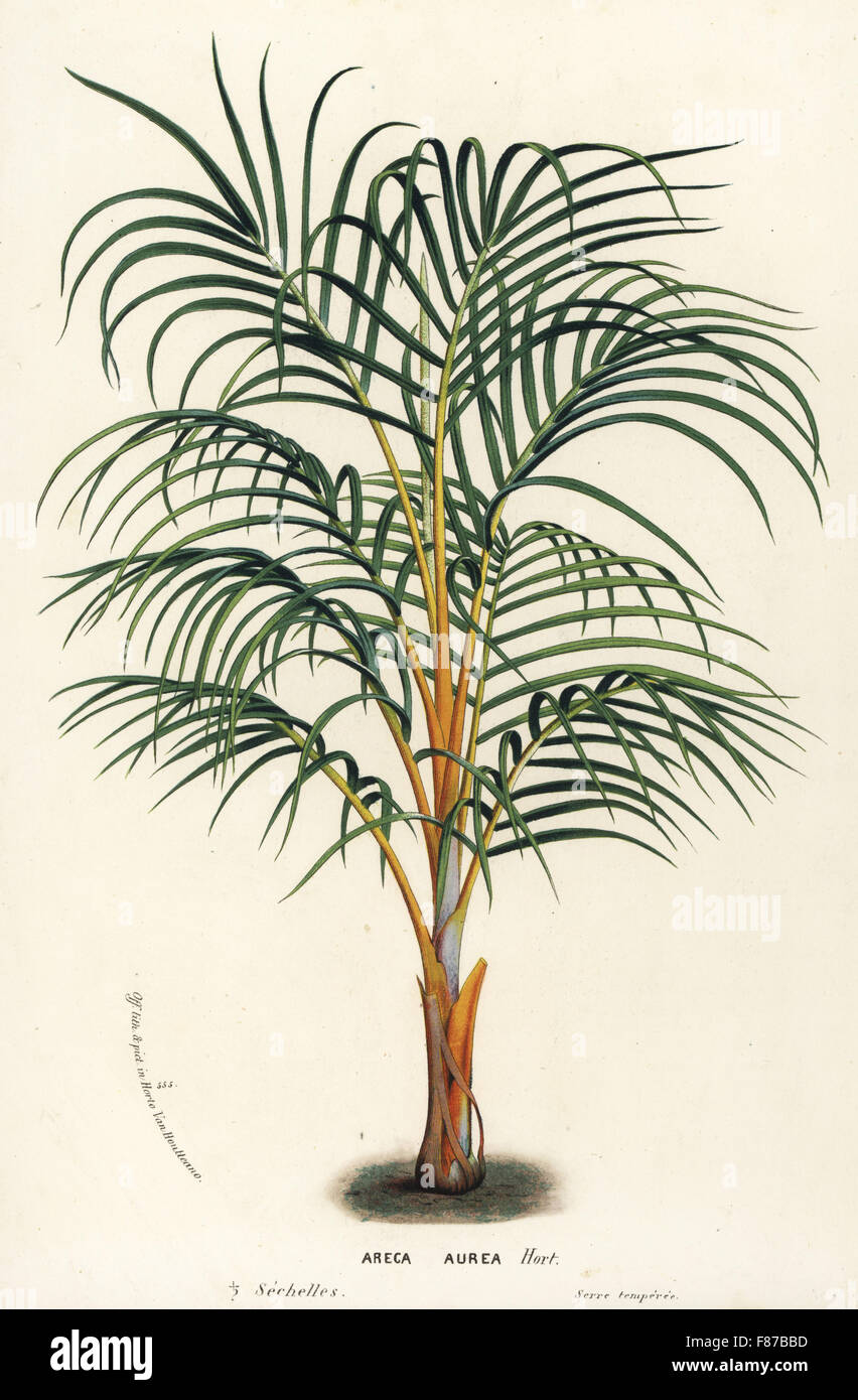 La principessa palm, Dictyosperma album var. aureum (Noci di arec aurea). Litografia Handcolored da Louis van Houtte e Charles Lemaire di fiori dei giardini e serre di Europa, Flore des Serres et des jardins de l'Europe, Gand, Belgio, 1867-1868. Foto Stock