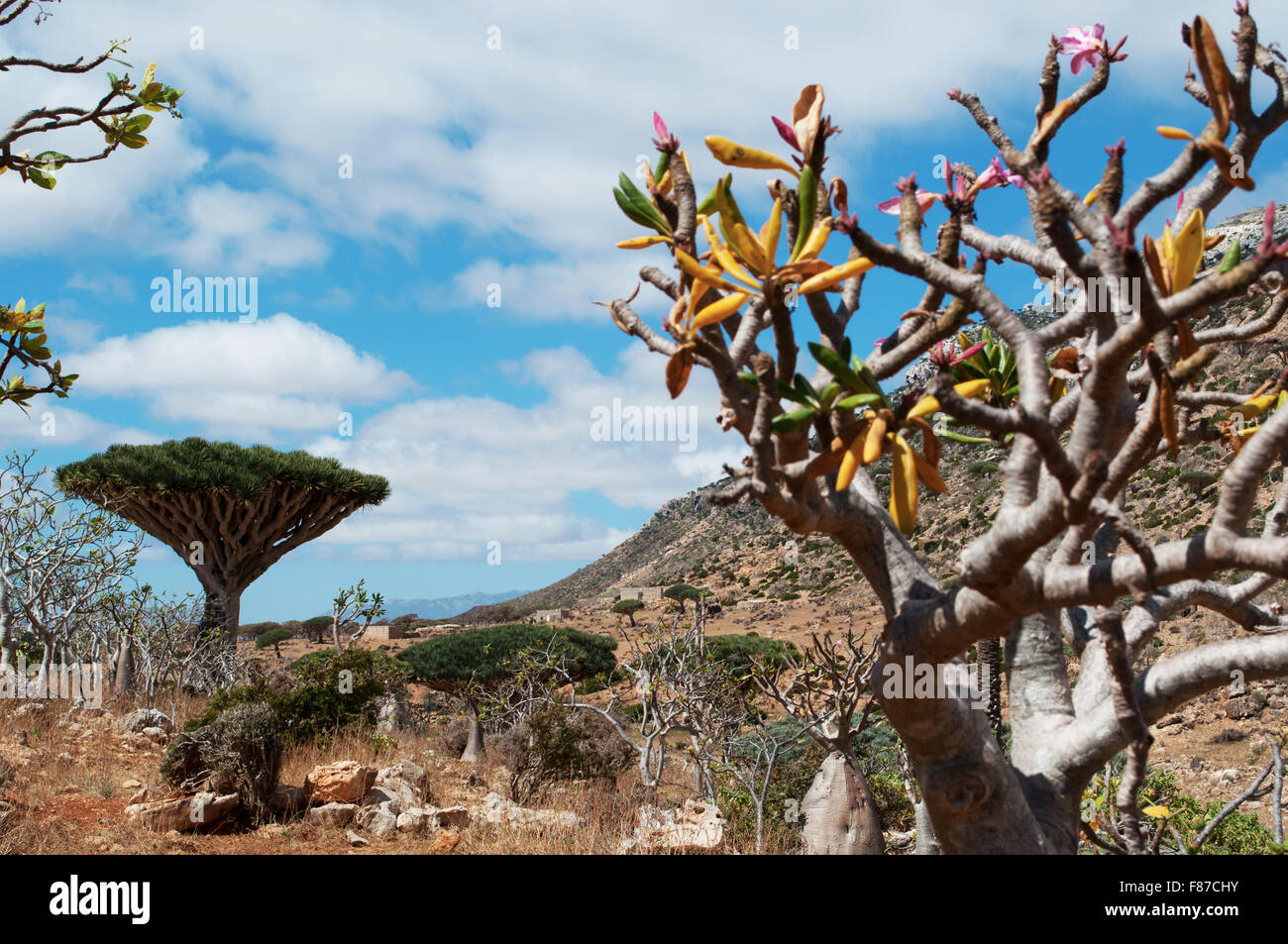 Alberi bottiglia panoramica con sangue di drago della foresta di alberi in background, altopiano Homhil e Socotra, Yemen Foto Stock