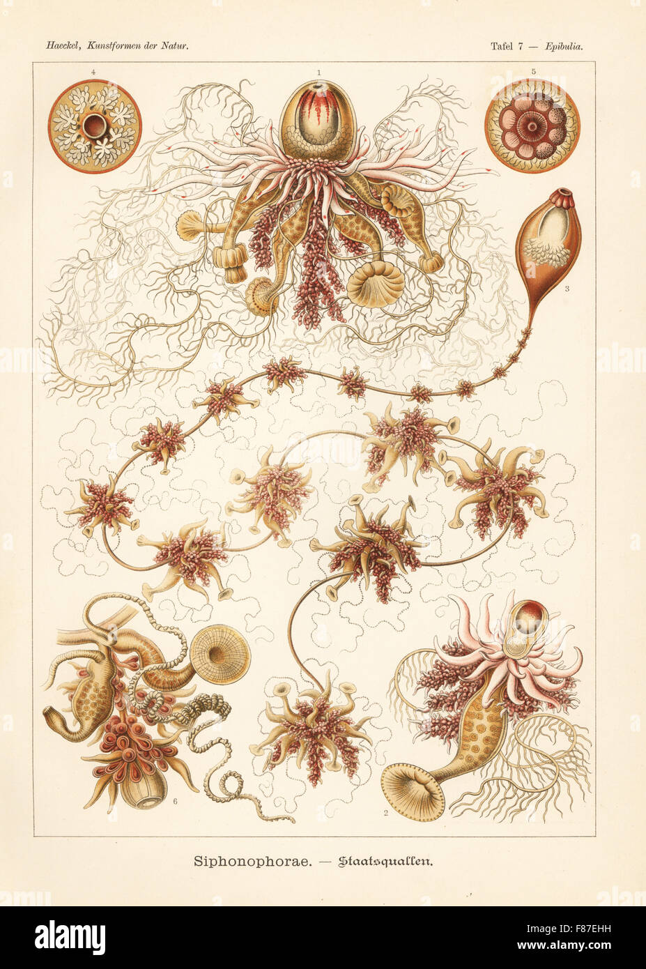 Siphonophorae idrozoi: Epibulia ritteriana 1,2, e Salacella uvaria 3-6. Chromolithograph da Adolf Glitsch da una illustrazione da Ernst Haeckel da forme d'Arte nella Natura, Kunstformen der Natur, Liepzig, Germania, 1904. Foto Stock