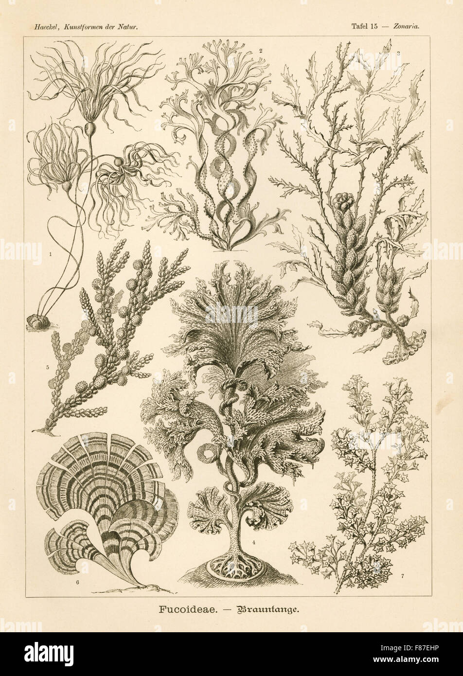 Fucoideae alghe marine: bullwhip, kelp Nereocystis luetkeana 1, Cutleria multifida 2, Cystoseira spinosa 3, Agarum clathrus 4, Scaberia agardhii 5, pavone la coda, Padina pavonica 6, e Turbinaria gracilis 7. Chromolithograph da Adolf Glitsch da una illustrazione da Ernst Haeckel da forme d'Arte nella Natura, Kunstformen der Natur, Liepzig, Germania, 1904. Foto Stock