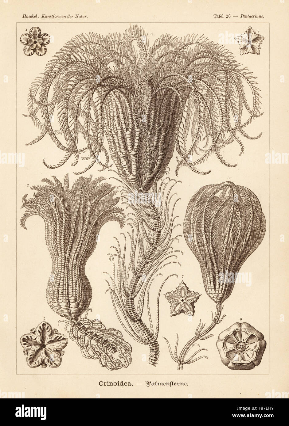 Crinoidea gigli di mare: Saracrinus angulatus 1,7,8, Endoxocrinus maclearanus 2, e Endoxocrinus wyvillethomsoni 3-6. Chromolithograph da Adolf Glitsch da una illustrazione da Ernst Haeckel da forme d'Arte nella Natura, Kunstformen der Natur, Liepzig, Germania, 1904. Foto Stock