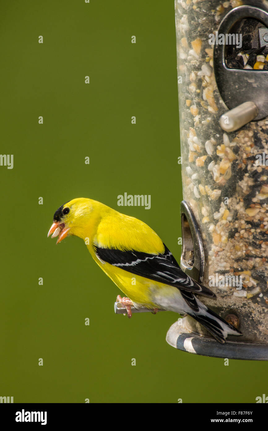 American maschio Cardellino appollaiato su un alimentatore di sementi nei pressi di Galena, Illinois, Stati Uniti d'America Foto Stock