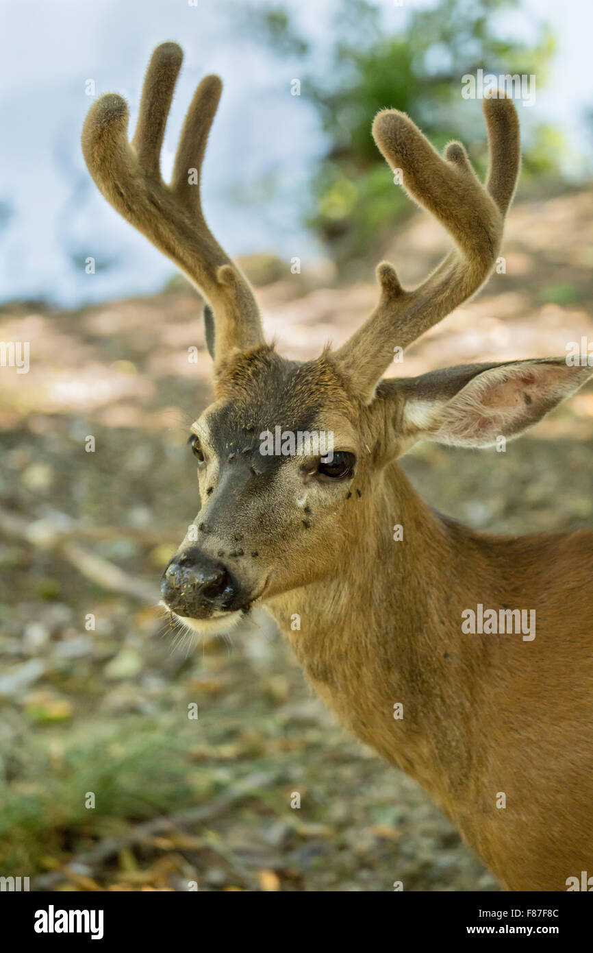 Bianco maschio-Tailed Deer in primavera, con la sua testa coperta da mosche, a Northwest Trek Wildlife Park nei pressi di Eatonville, Washingto Foto Stock