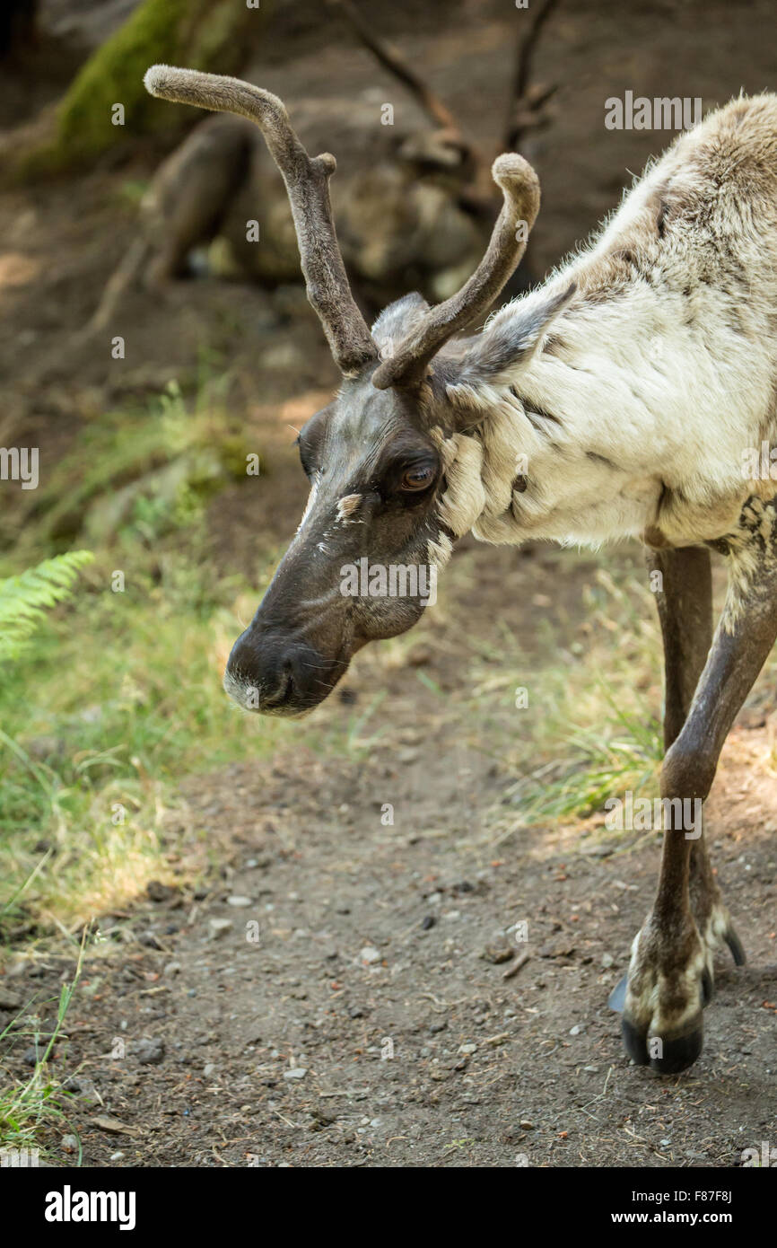 Due caribù vacche a Northwest Trek Wildlife Park nei pressi di Eatonville, Washington, Stati Uniti d'America Foto Stock