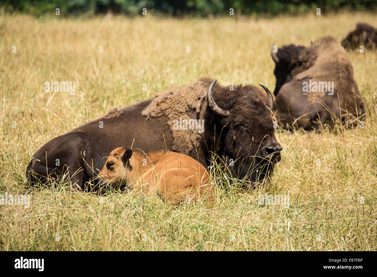 Bisonti americani mucca e vitello in appoggio a Northwest Trek Wildlife Park nei pressi di Eatonville, Washington, Stati Uniti d'America Foto Stock Bisonti americani mucca e vitello in appoggio a Northwest Trek Wildlife Park nei pressi di Eatonville, Washington, Stati Uniti d'America Foto Stock