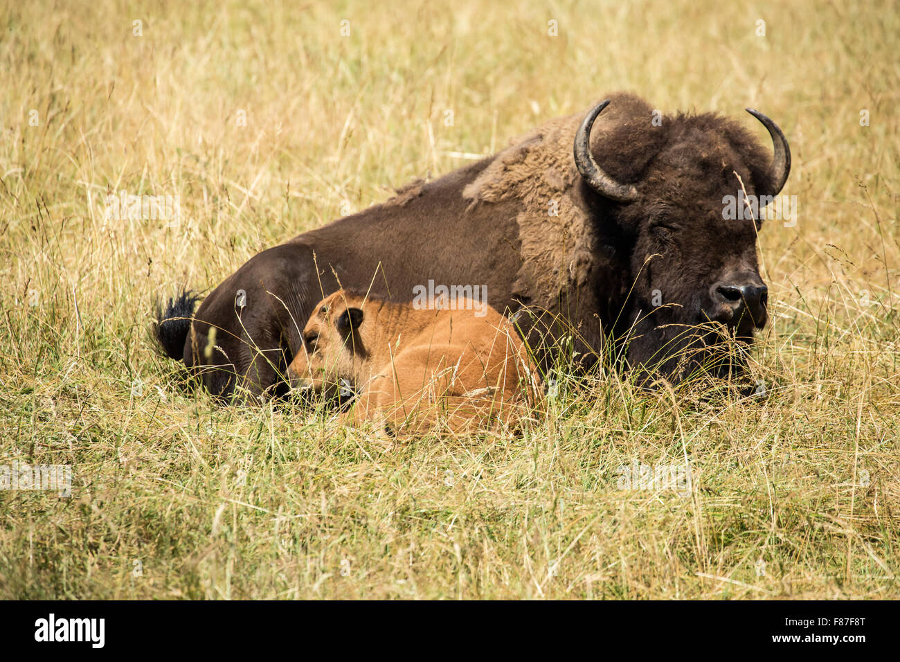 Bisonti americani mucca e vitello in appoggio a Northwest Trek Wildlife Park nei pressi di Eatonville, Washington, Stati Uniti d'America Foto Stock Bisonti americani mucca e vitello in appoggio a Northwest Trek Wildlife Park nei pressi di Eatonville, Washington, Stati Uniti d'America Foto Stock