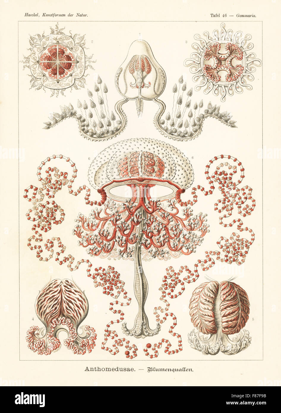 Anthomedusae plantonic medusa: Zanclea gemmosa, Koellikerina fasciculata, Neoturris pileata, Larsonia pterophylla e Sarsiella dinema. Chromolithograph da Adolf Glitsch da una illustrazione da Ernst Haeckel da forme d'Arte nella Natura, Kunstformen der Natur, Liepzig, Germania, 1904. Foto Stock