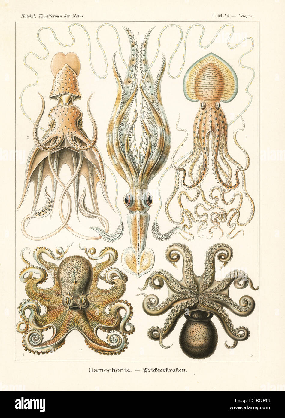 Gamochonia polipi e calamari: long-armati calamari, Chiroteuthis veranii, ombrello calamari, Histioteuthis bonnellii, Pinnoctopus cordiformis, polpo di scoglio, Octopus vulgaris e Amphioctopus granulatus. Chromolithograph da Adolf Glitsch da una illustrazione da Ernst Haeckel da forme d'Arte nella Natura, Kunstformen der Natur, Liepzig, Germania, 1904. Foto Stock