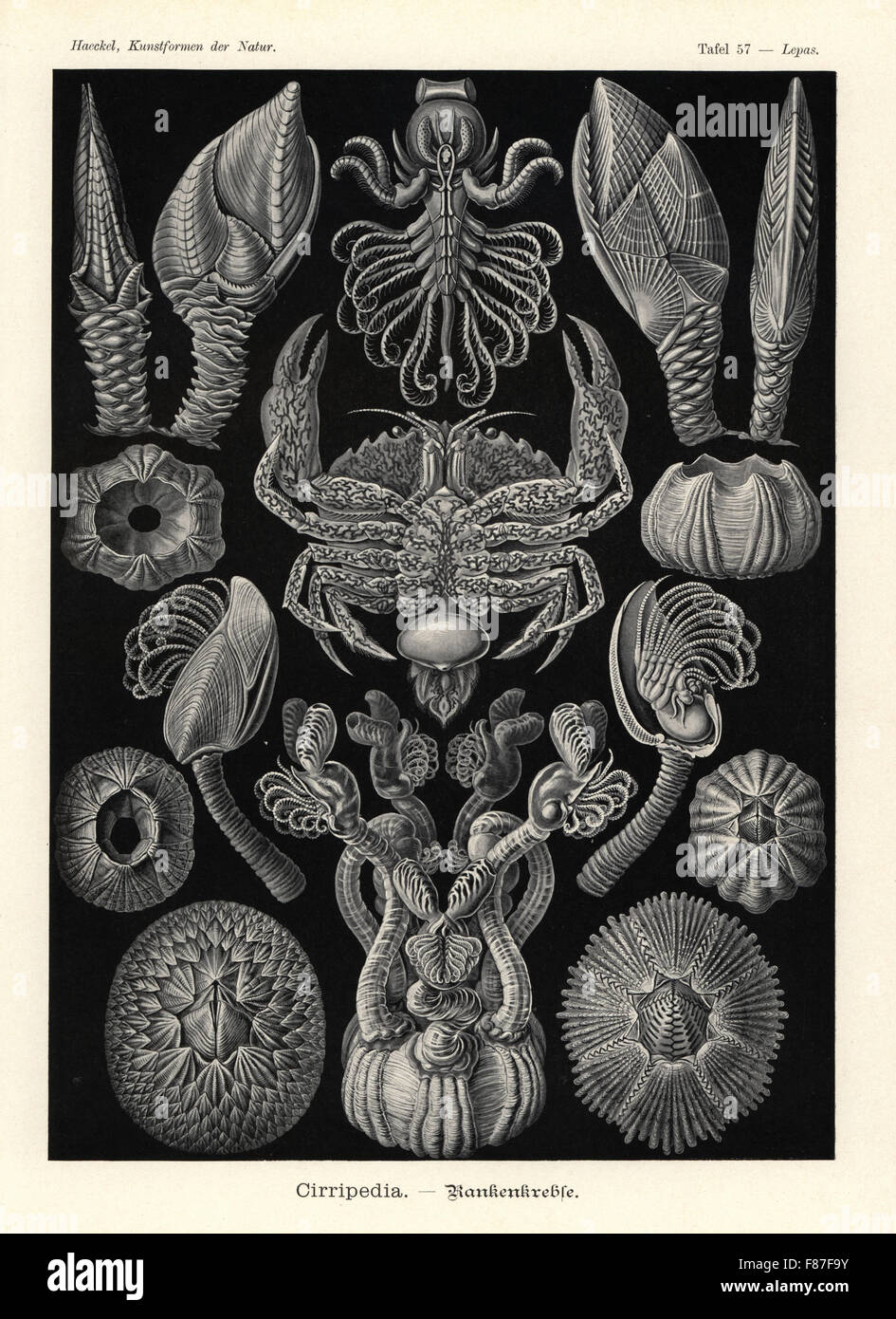 Goose barnacle, Lepas anatifera 1,2, Conchoderma auritum 3, BOA barnacle, Lepas fascicularis 4, Arcoscalpellum michelottianum 5,6, Arcoscalpellum vitreum 7,8, Humpback Whale barnacle, Coronula diadema 9,10 Coronula reginae 11, sei-piastrate barnacle, Chthamalus antennatus 12, surf barnacle, Catomerus polymerus 13, Octomeris angulosa 14, granchio barnacle Sacculina carcini femmina adulta parasitizing un litorale granchio, Carcinus maenas 15. Chromolithograph da Adolf Glitsch da una illustrazione da Ernst Haeckel da forme d'Arte nella Natura, Kunstformen der Natur, Liepzig, Germania, 1904. Foto Stock