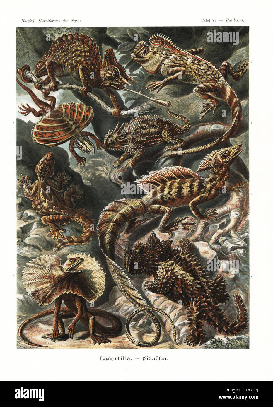 Lacertilia lucertole e camaleonti: Camerun sailfin camaleonte, Trioceros montium, chameleon forest dragon, Gonocephalus chamaeleontinus, Flying Dragon, Draco volans, Texas cornuto lizard, Phrynosoma cornutum, Kuhl's flying gecko, Ptychozoon kuhli, Basilisk, Basiliscus Basiliscus, balza di colli di lucertola, Chlamydosaurus kingii, e spinosa diavolo, Moloch horridus. Chromolithograph da Adolf Glitsch da una illustrazione da Ernst Haeckel da forme d'Arte nella Natura, Kunstformen der Natur, Liepzig, Germania, 1904. Foto Stock