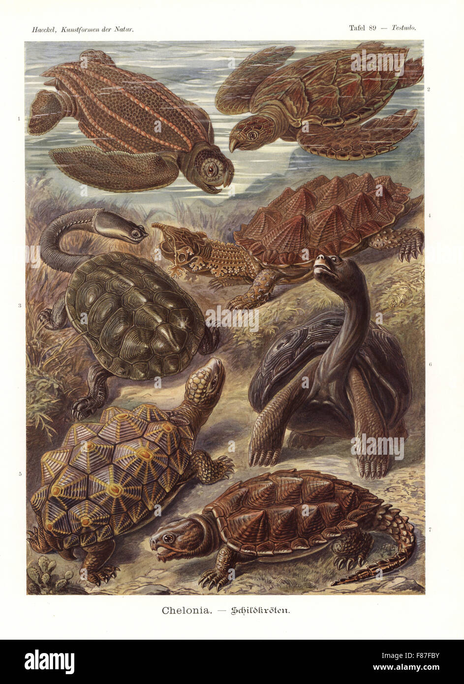 Chelonia: Tartaruga Liuto, Dermochelys coriacea, tartaruga embricata, Eretmochelys imbricata (in pericolo critico), l'argentino-serpente tartaruga a collo alto, Hydromedusa tectifera, la Mata mata, Geochelone nigra, geometriche tartaruga, Psammobates geometricus (pericolo), Galapagos tartaruga, Dipsochelys dussumieri e snapping comune tartaruga, Chelydra serpentina. Chromolithograph da Adolf Glitsch da una illustrazione da Ernst Haeckel da forme d'Arte nella Natura, Kunstformen der Natur, Liepzig, Germania, 1904. Foto Stock