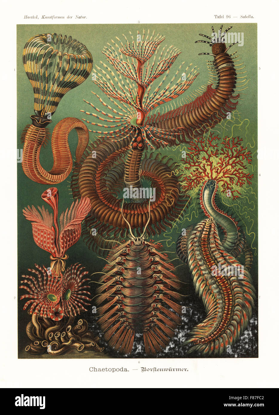 Chaetopoda anellidi o inanellato worms: Sabellastarte indica, Hydroides norvegicus, Sabella spallanzanii, Pista cretacea, Eunice magnifica, Hermione hystricella e Chloeia viridis. Chromolithograph da Adolf Glitsch da una illustrazione da Ernst Haeckel da forme d'Arte nella Natura, Kunstformen der Natur, Liepzig, Germania, 1904. Foto Stock