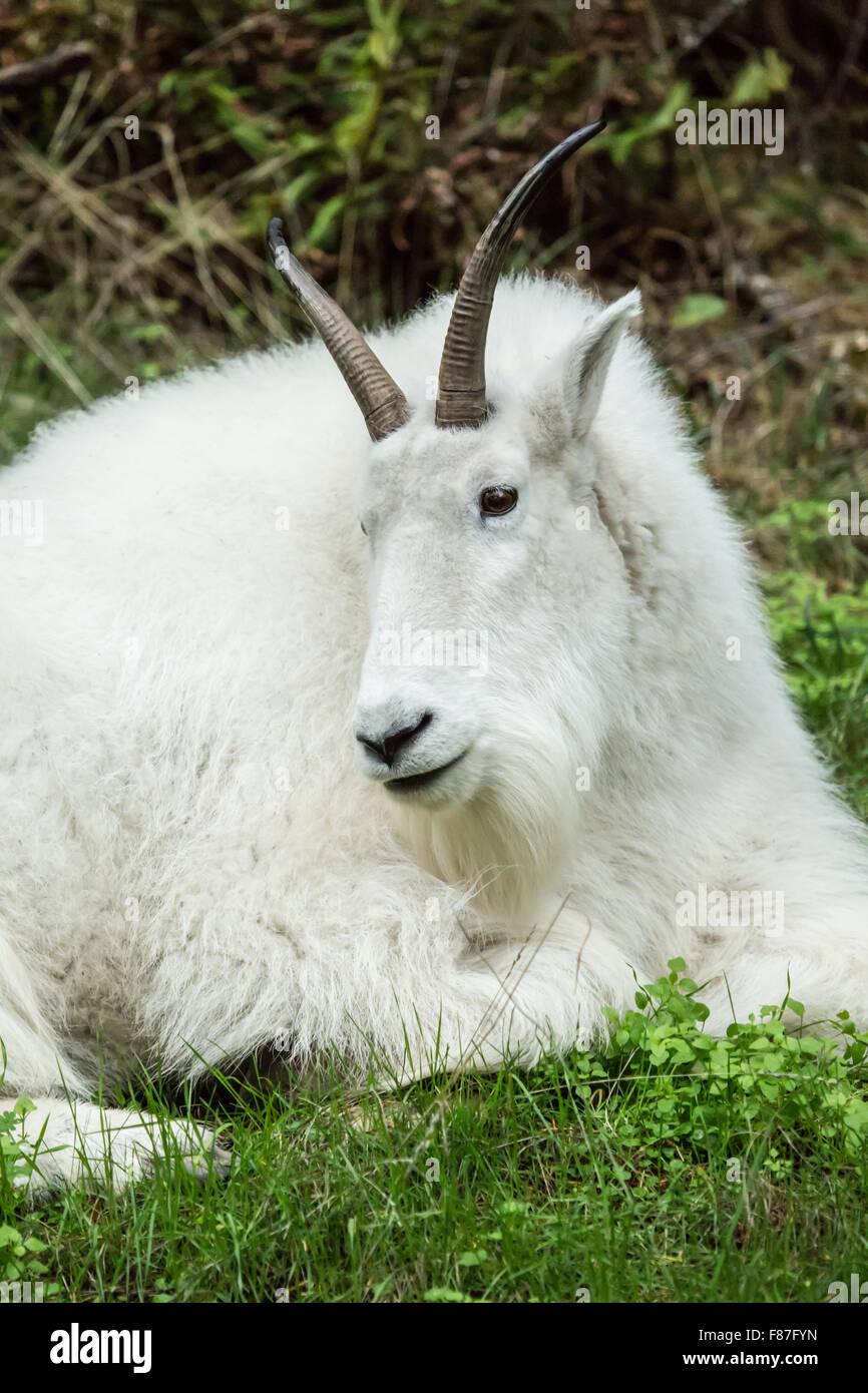 Capre di montagna in appoggio in Northwest Trek Wildlife Park nei pressi di Eatonville, Washington, Stati Uniti d'America Foto Stock