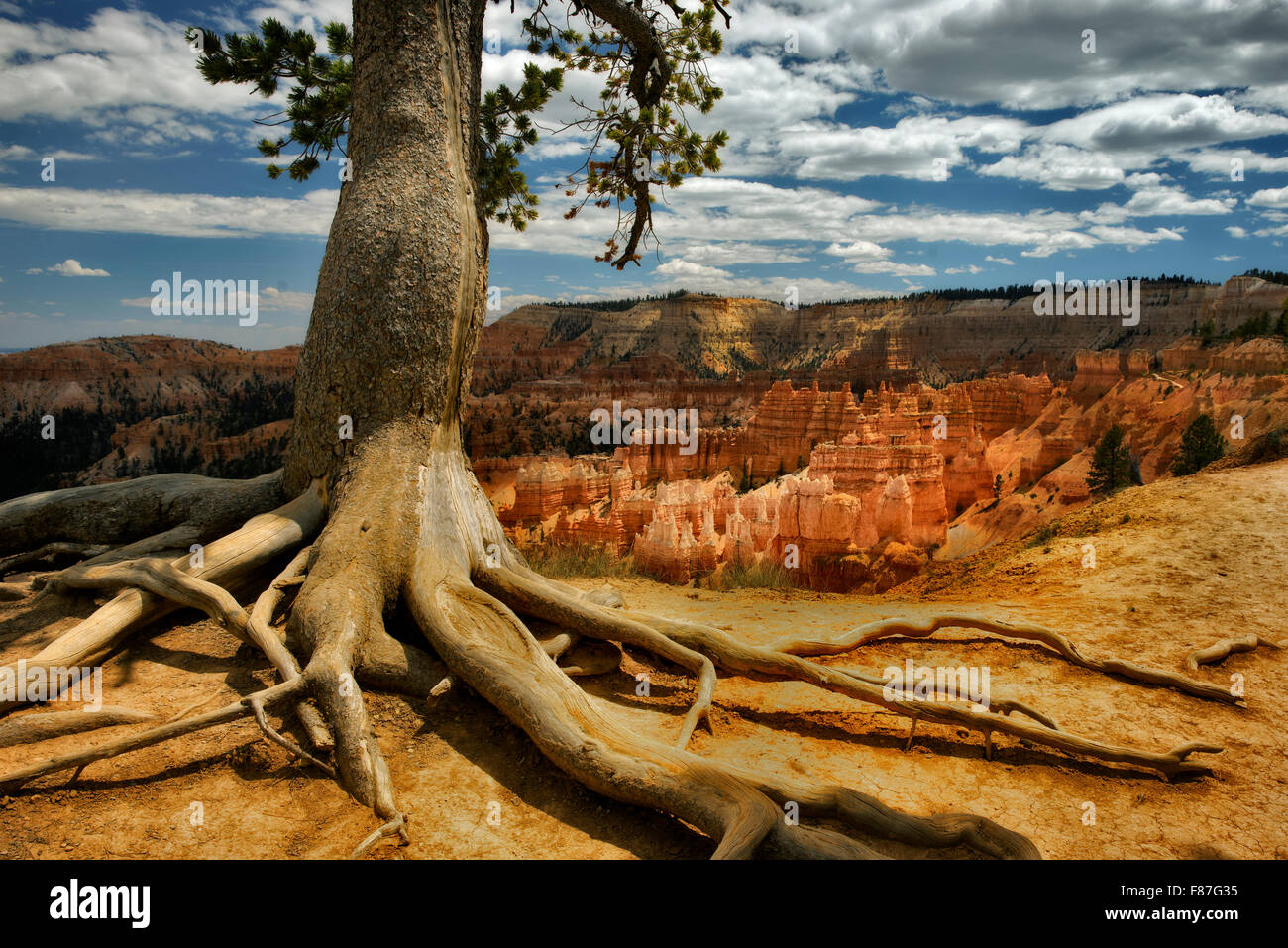 Esposti albero radici e le formazioni rocciose hoodoos nel Parco Nazionale di Bryce, UT Foto Stock
