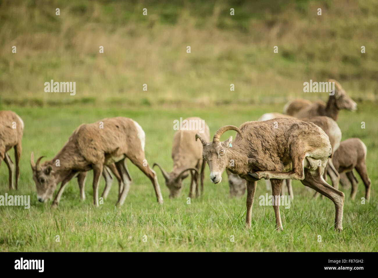 Allevamento di femmina pecore bighorn in Northwest Trek Wildlife Park nei pressi di Eatonville, Washington, Stati Uniti d'America Foto Stock