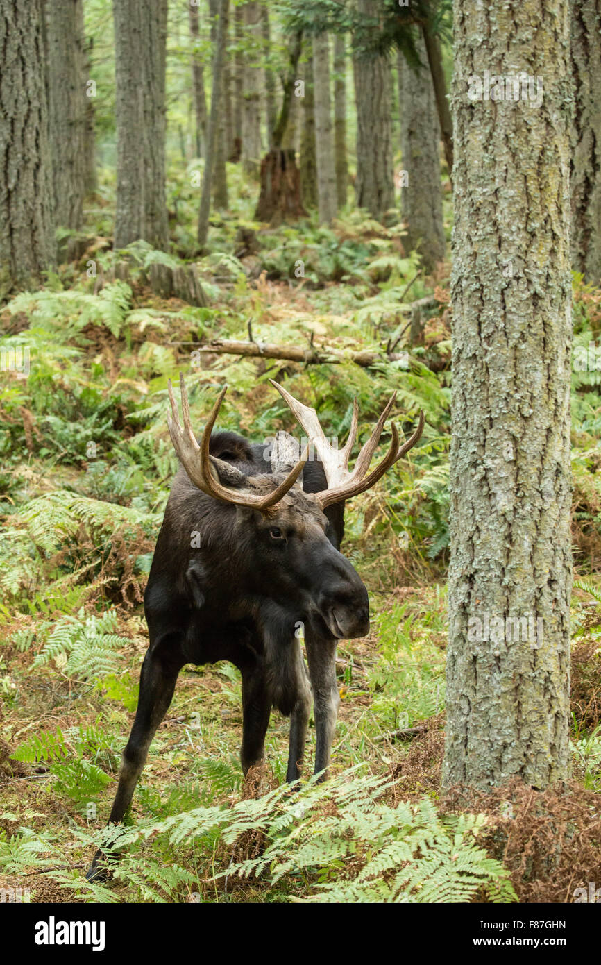 Bull alci in Northwest Trek Wildlife Park nei pressi di Eatonville, Washington, Stati Uniti d'America Foto Stock