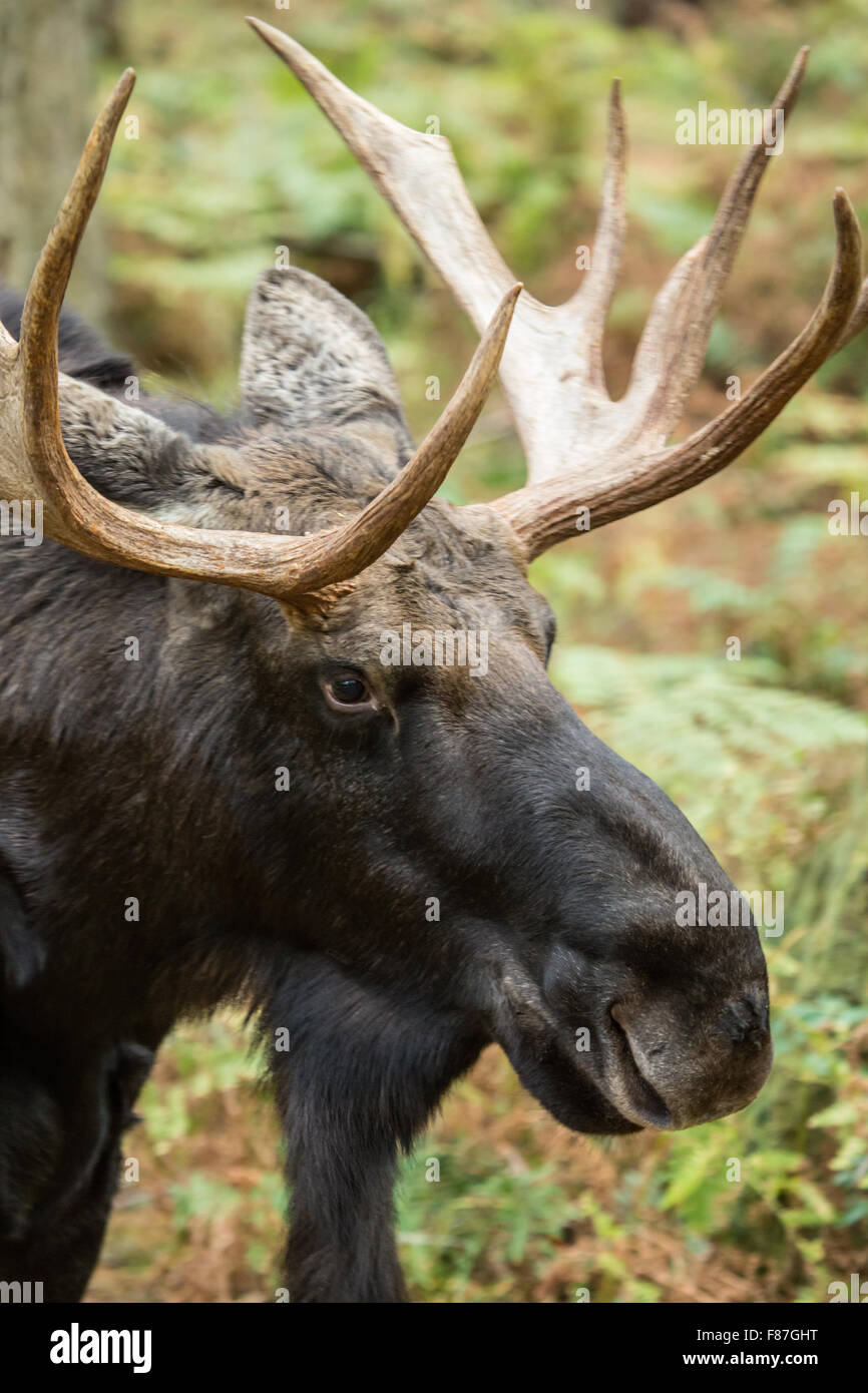 Bull Moose ritratto in Northwest Trek Wildlife Park nei pressi di Eatonville, Washington, Stati Uniti d'America Foto Stock