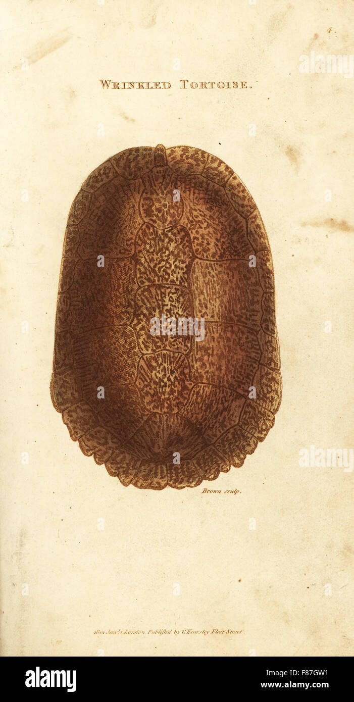 In via di estinzione tartaruga verde, Chelonia Mydas (rugoso, tartaruga Testudo rugosa). Handcolored incisione su rame da Heath dopo una illustrazione di George Shaw dal suo General zoologia, anfibi, Londra, 1801. Foto Stock