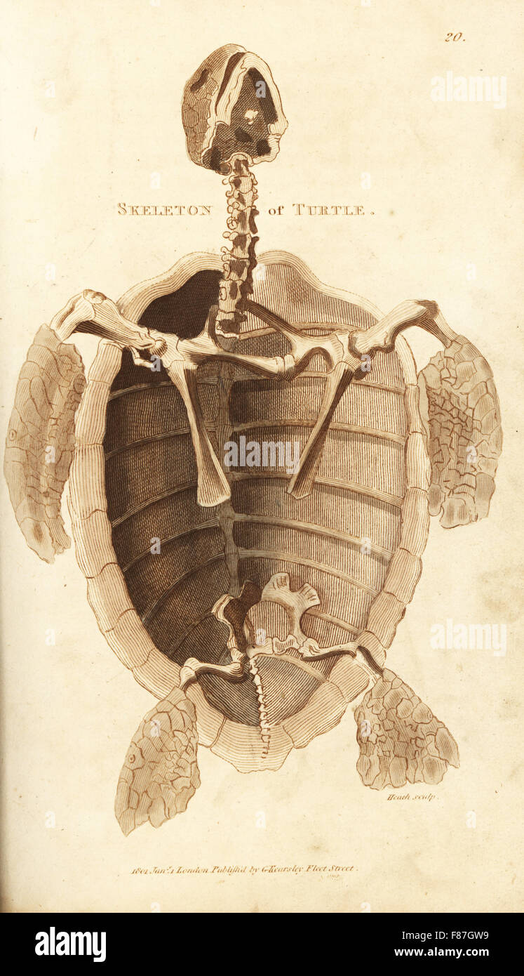 Lo scheletro di una tartaruga. Handcolored incisione su rame da Heath dopo una illustrazione di George Shaw dal suo General zoologia, anfibi, Londra, 1801. Foto Stock