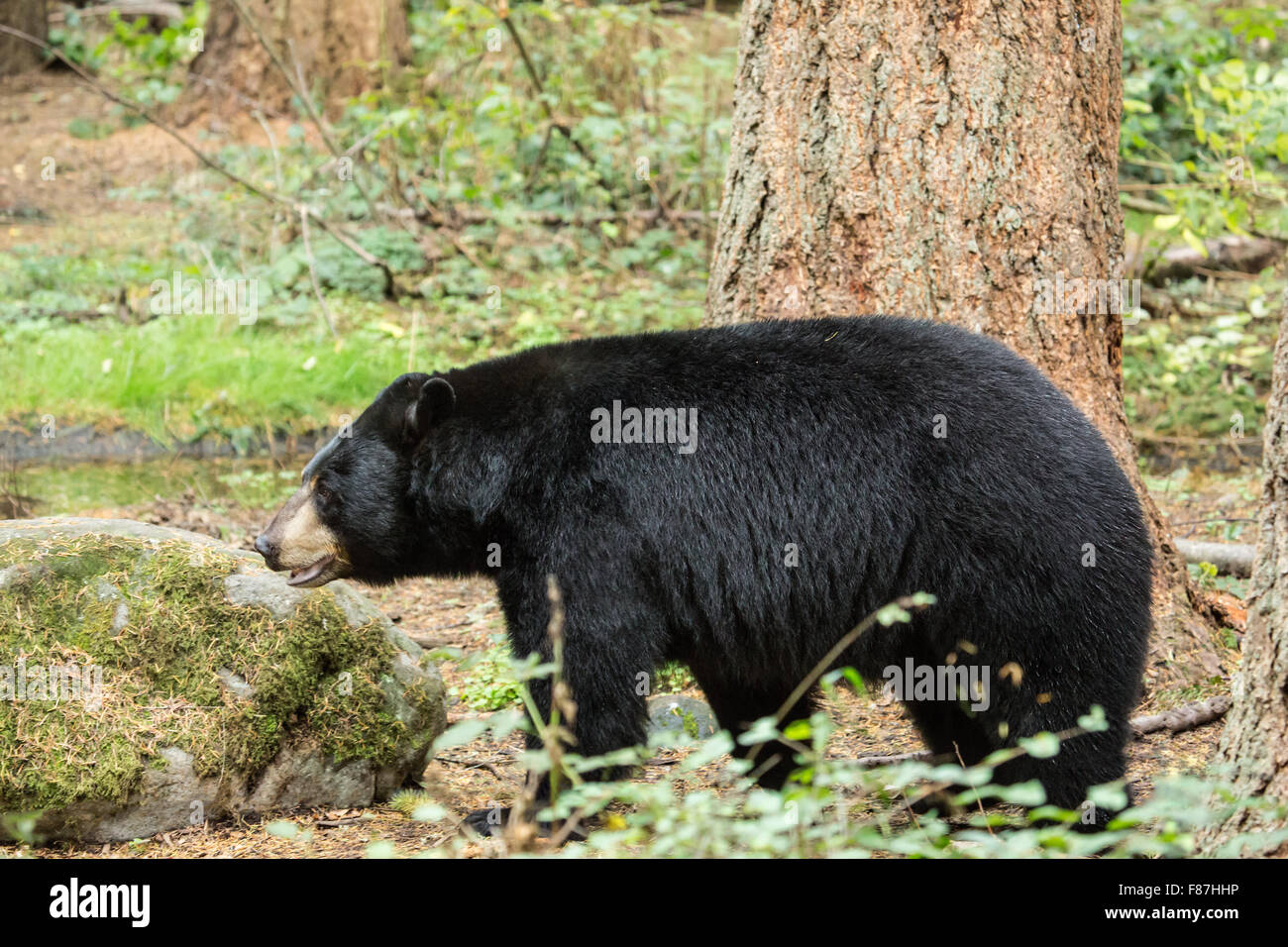 Black Bear camminando in Northwest Trek Wildlife Park nei pressi di Eatonville, Washington, Stati Uniti d'America Foto Stock