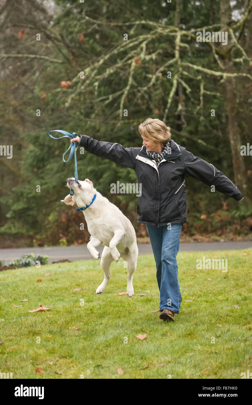 Murphy, inglese giallo Labrador Retriever, saltando fino ad agguantare il suo guinzaglio durante il funzionamento off-guinzaglio in Issaquah, Washington, Stati Uniti d'America Foto Stock