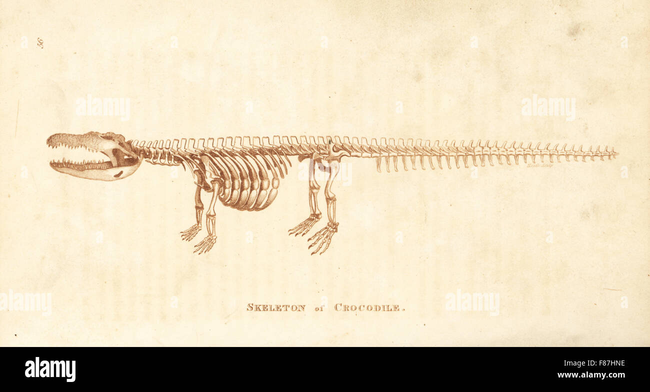 Lo scheletro di un coccodrillo, Crocodylus niloticus. Incisione su rame da Heath dopo una illustrazione di George Shaw dal suo General zoologia, anfibi, Londra, 1801. Foto Stock