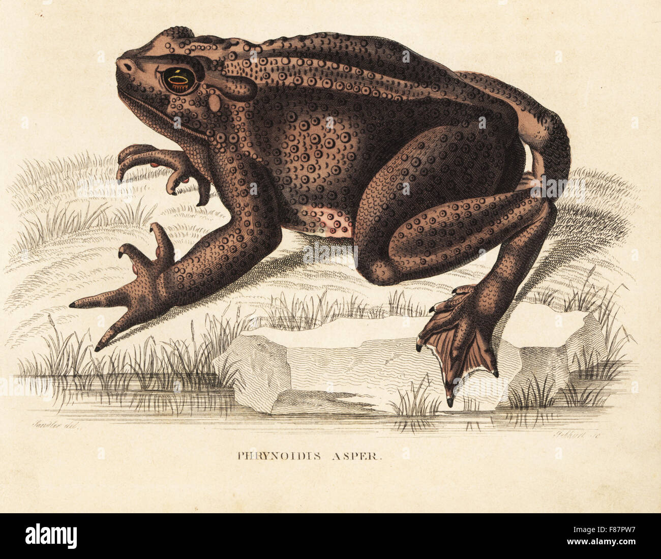 Il gigante asiatico toad, Bufo asper (Phrynoidis asper). Dopo una illustrazione da Sandler. Litografia Handcolored da Georg Friedrich Treitschke's Galleria di Storia Naturale, Naturhistorischer Bildersaal des Thierreiches, Liepzig, 1840. Foto Stock