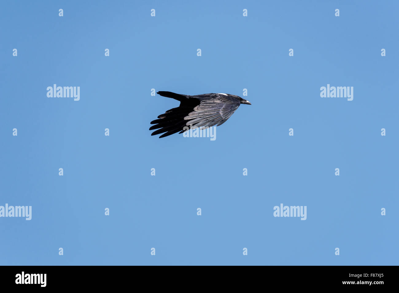 Un Pied Crow battenti contro un cielo blu Foto Stock