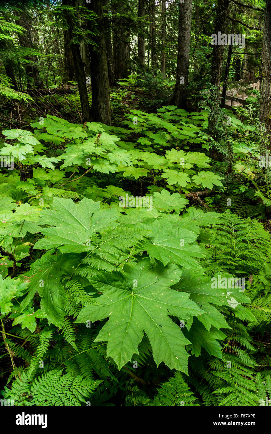 Devil's Club foglie, Mount Revelstoke National Park, British Columbia, Canada Foto Stock