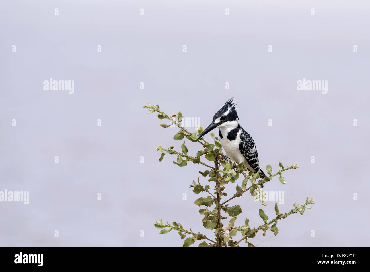 Un Pied Kingfisher appollaiato in un piccolo albero Foto Stock