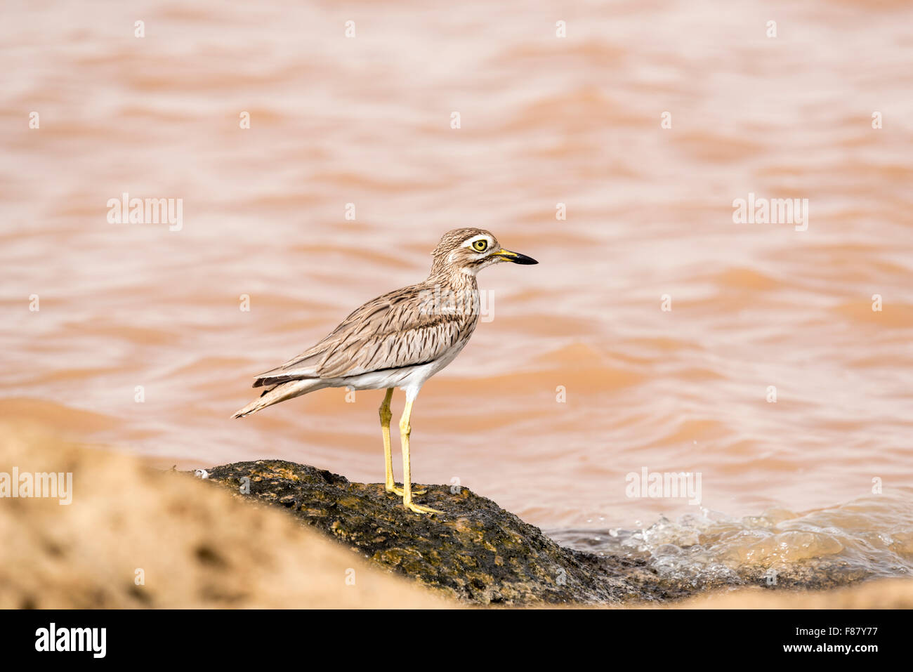 Un Senegal Thick-Knee arroccato in riva al lago a Bishangari Lodge, Etiopia Foto Stock