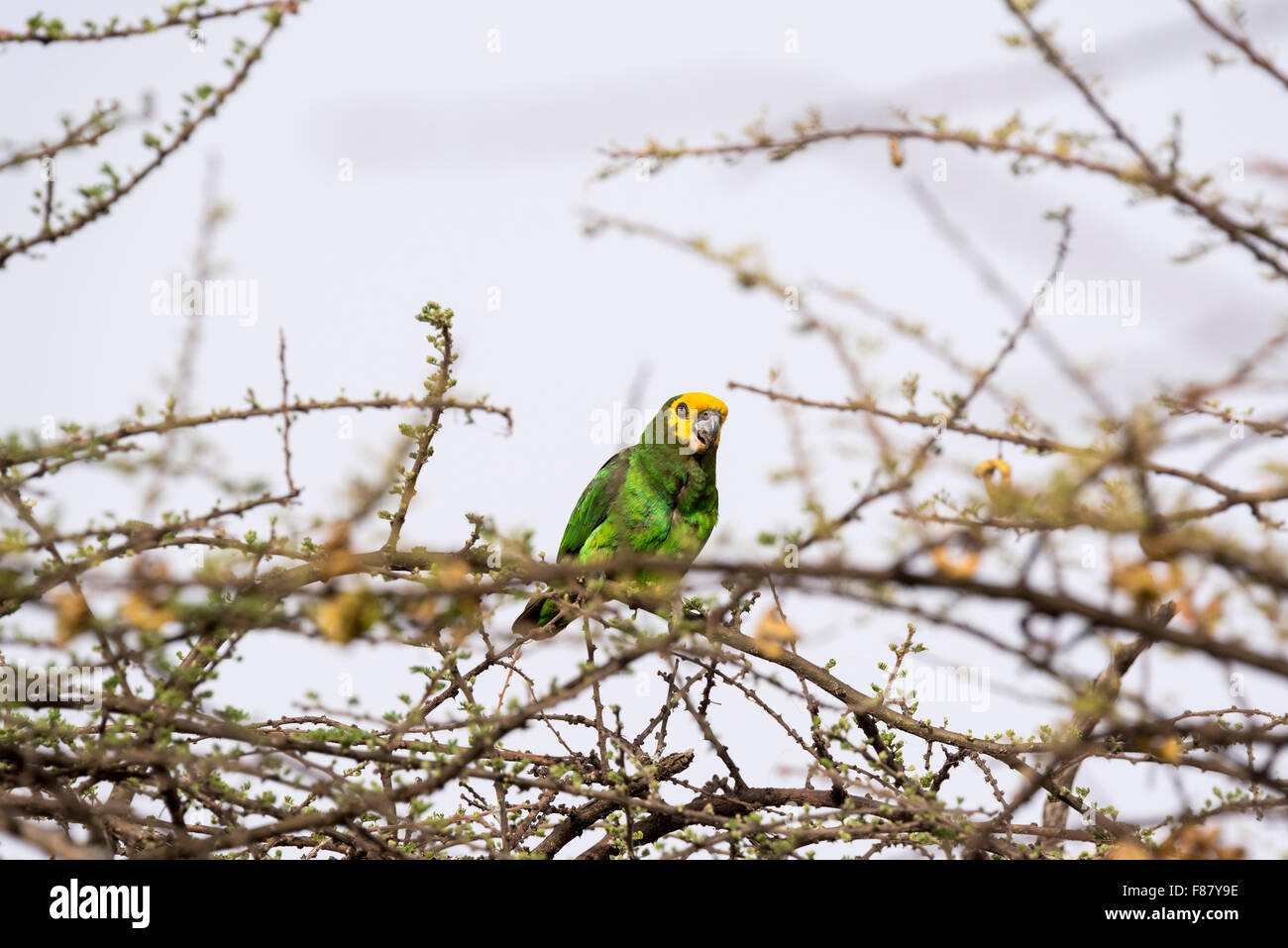 Un arroccato giallo fiammante Parrot. L'Etiope endemici e uno di un gregge di 20 più visti Foto Stock