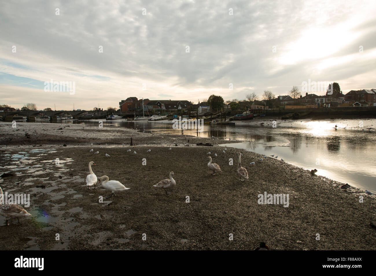 Famiglia di cigni sul fiume Itchen, vicino Cobden Bridge, Southampton Foto Stock