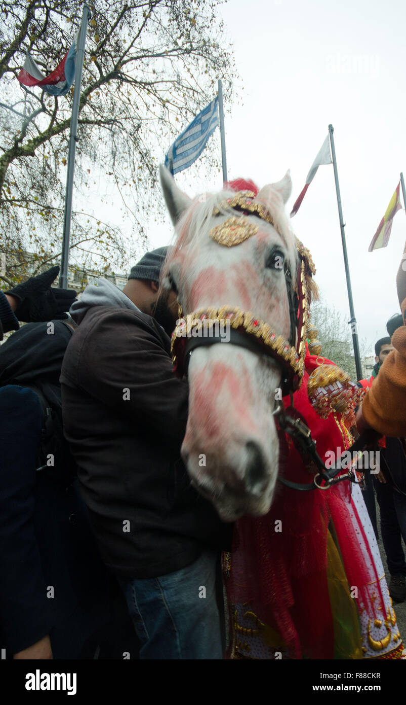 Zuljana il cavallo di imam Hussein sempre frequentare il Abheen.cerimonia Foto Stock