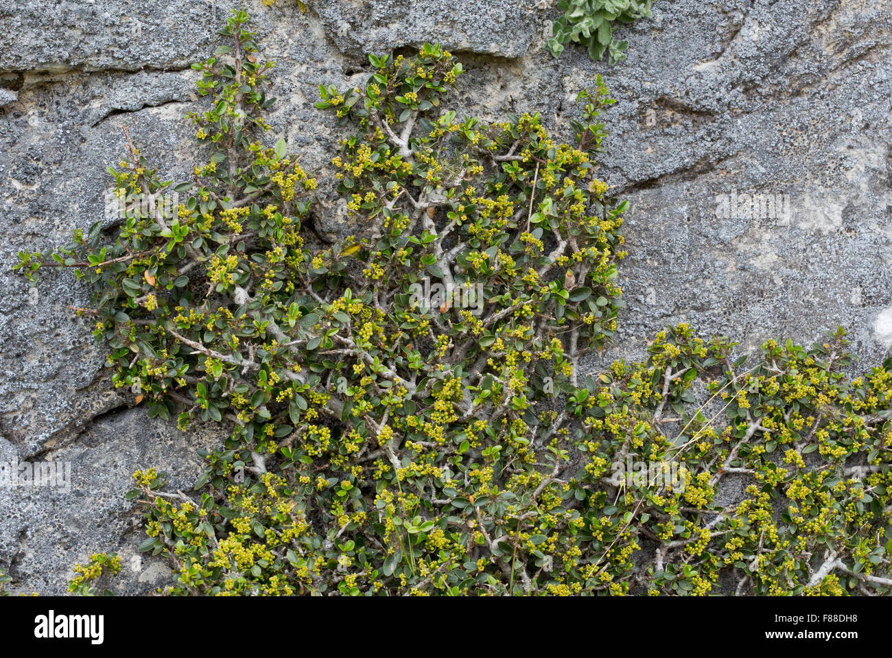 Un prostrati frangola, sulla scogliera: Rhamnus alaternus myrtifolius ssp, in fiore. Sierra de las Nieves, Spagna Foto Stock