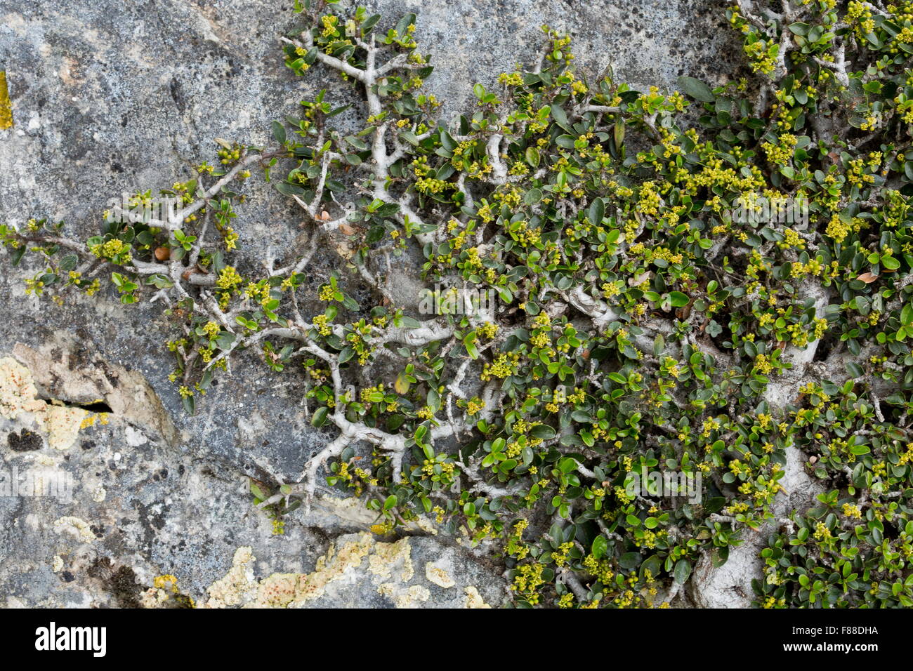 Un prostrati frangola, sulla scogliera: Rhamnus alaternus myrtifolius ssp, in fiore. Sierra de las Nieves, Spagna Foto Stock