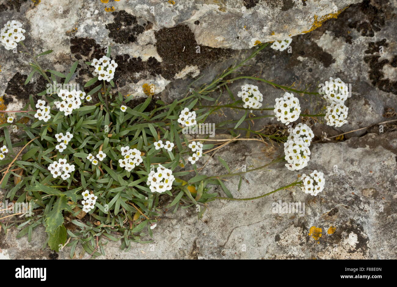Sweet alyssum, Lobularia maritima in fiore, sul calcare, Spagna. Foto Stock