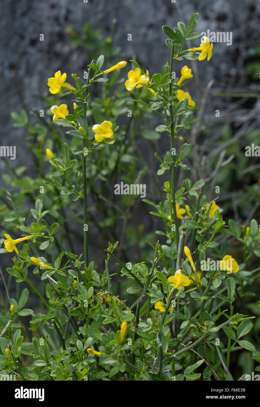 Wild gelsomino, Jaminum fruticans, sul calcare, Andalusia Foto Stock