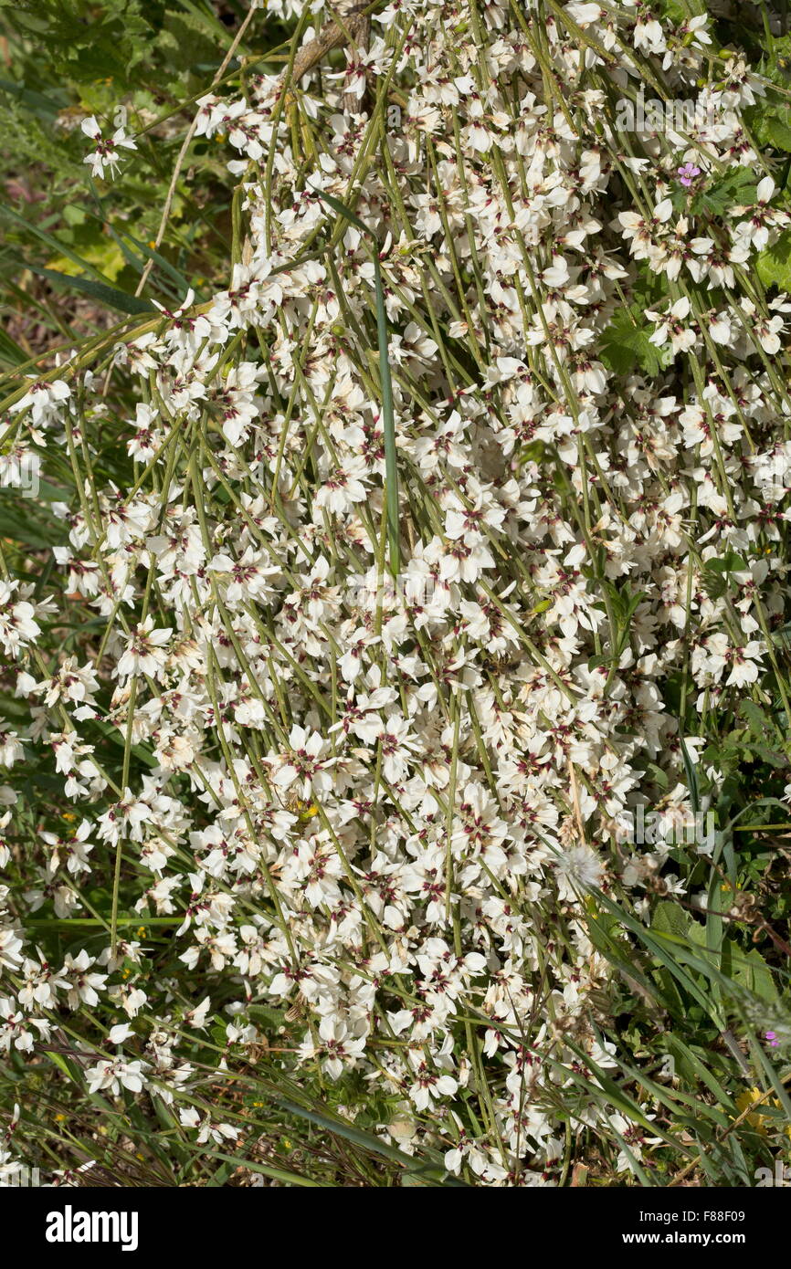 Bridal Veil ginestra, Retama monosperma, ,in pieno fiore. a sud-ovest della Spagna. Invasivo altrove. Foto Stock