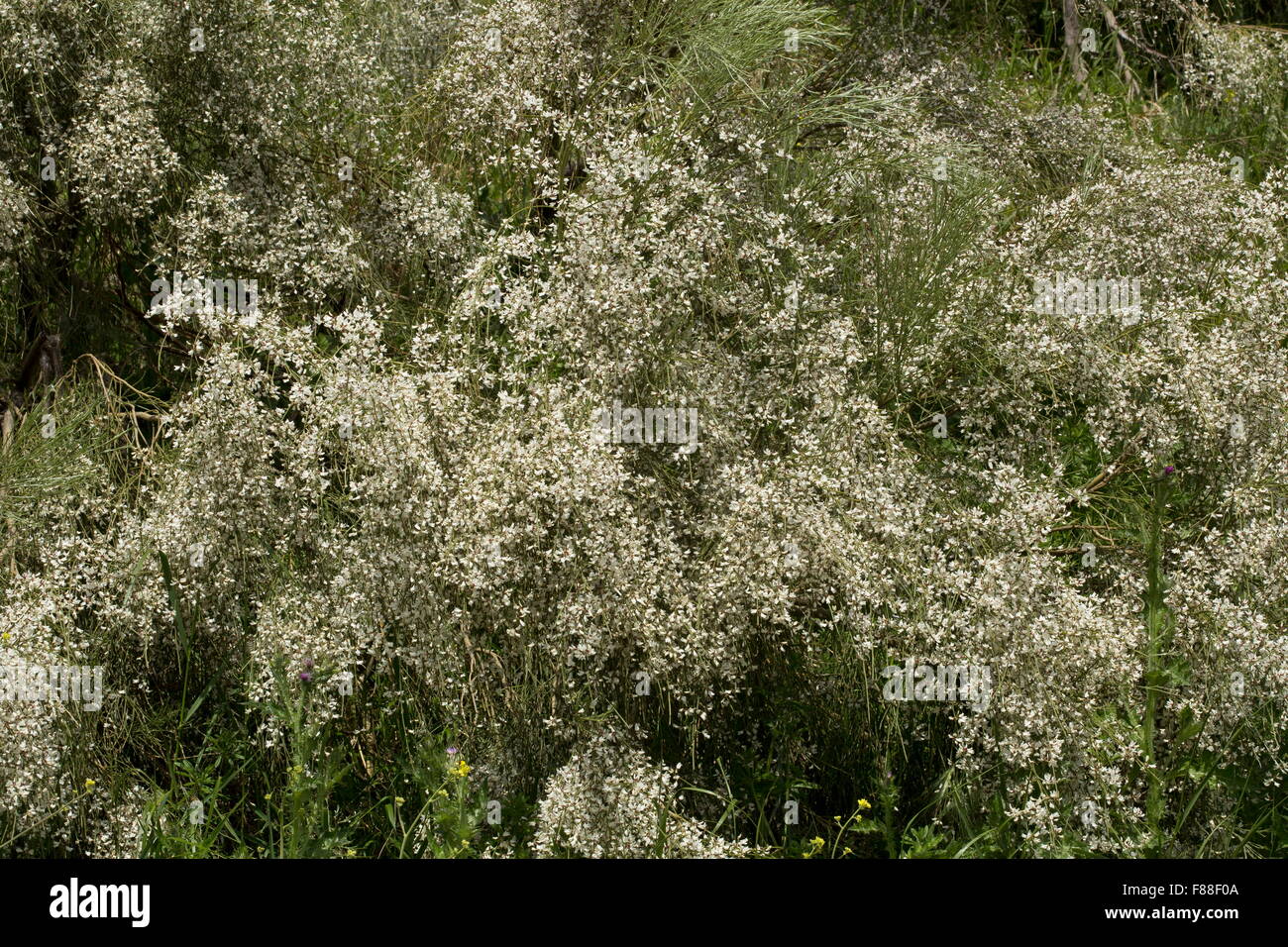Bridal Veil ginestra, Retama monosperma, ,in pieno fiore. a sud-ovest della Spagna. Invasivo altrove. Foto Stock