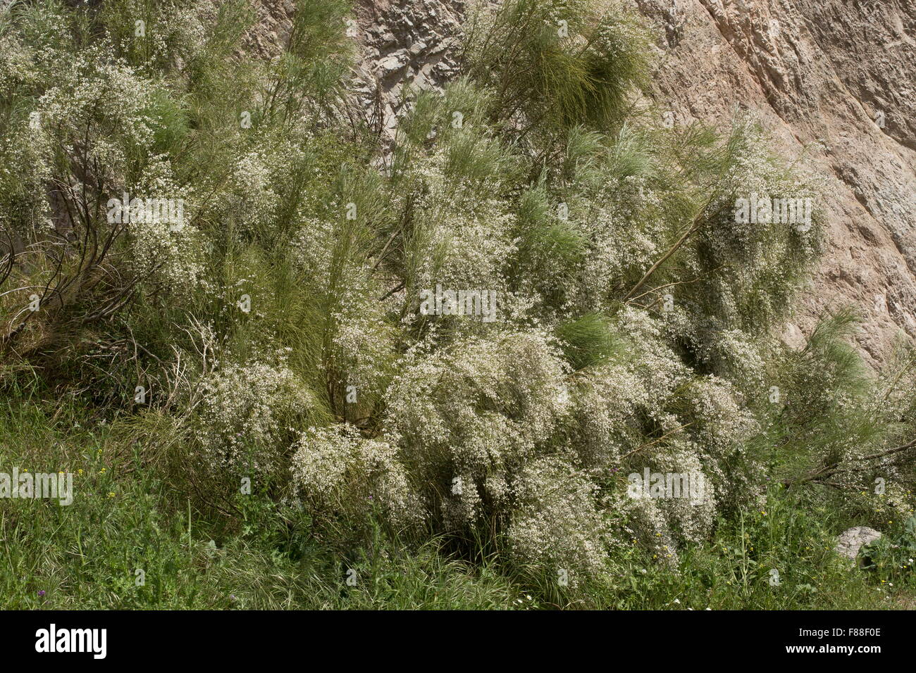 Bridal Veil ginestra, Retama monosperma, nel pieno fiore. a sud-ovest della Spagna. Invasivo altrove. Foto Stock