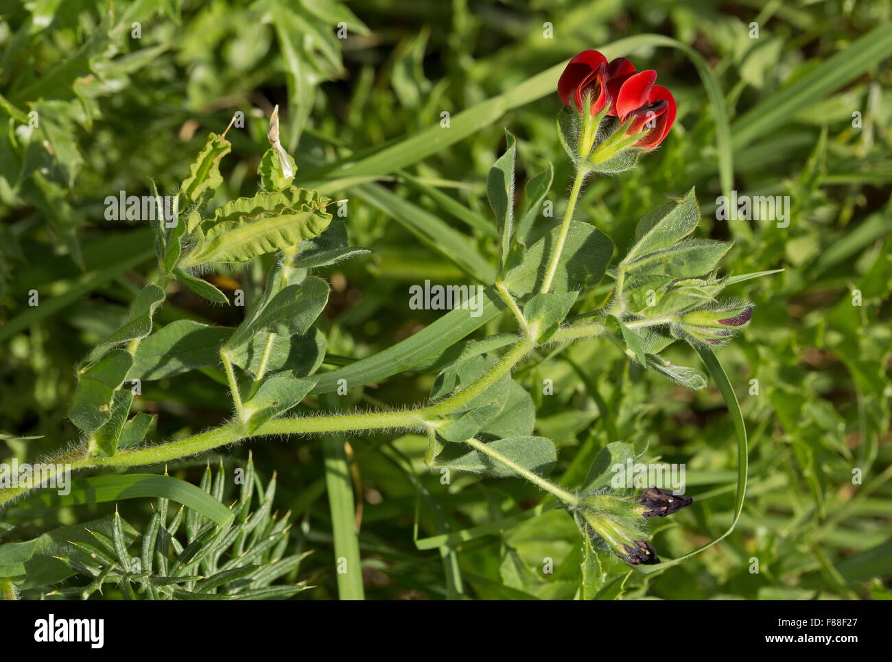 Gli asparagi pisello, Tetragonolobus purpureus in fiore e frutto. Foto Stock