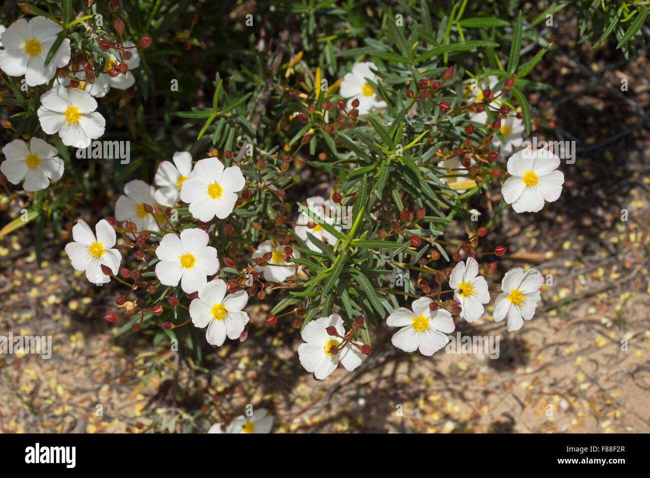 Un sun-rose, cisto libanotii sul suolo sabbioso, Coto Donana, Spagna. Foto Stock