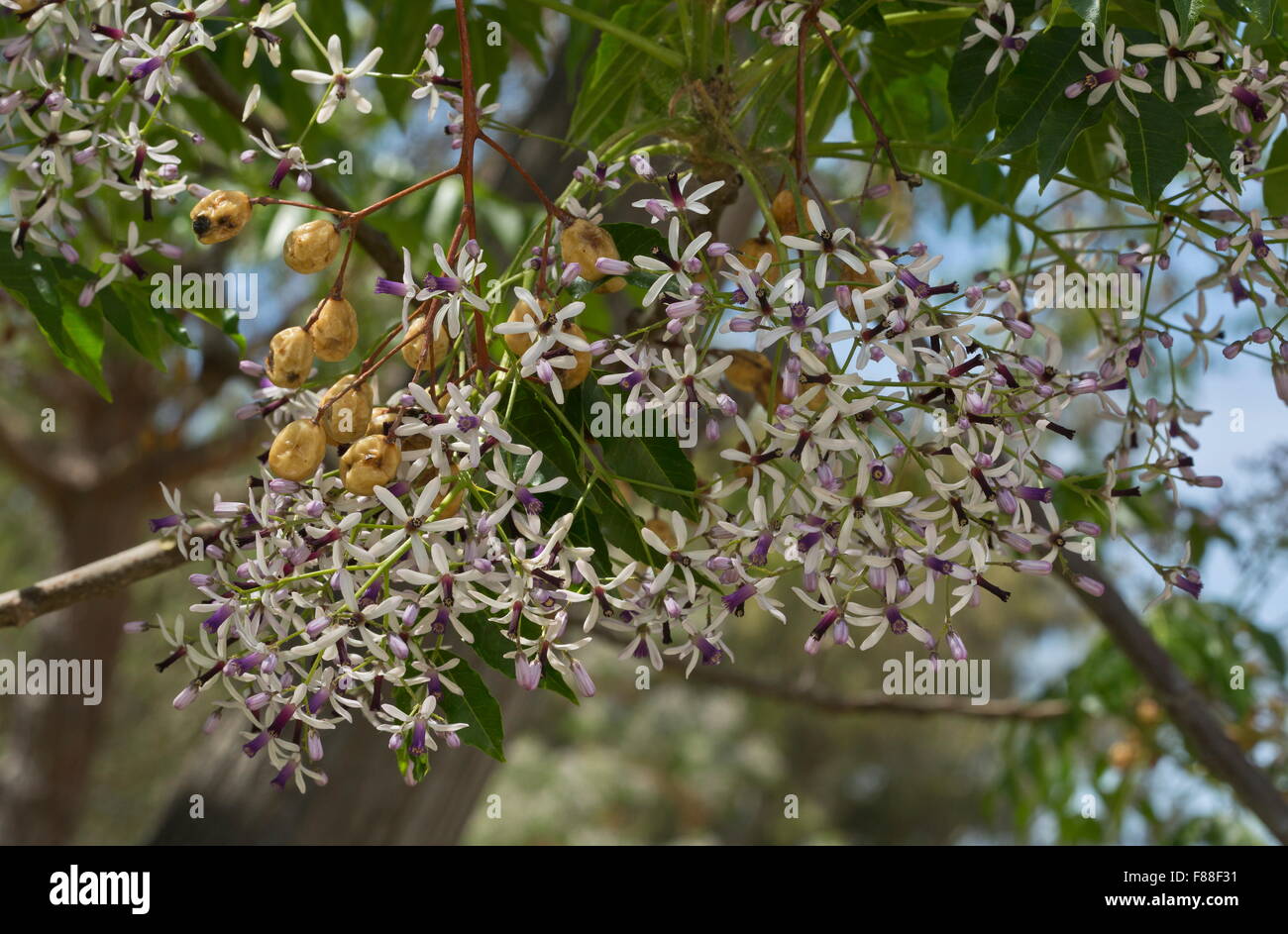 Cordone indiano ad albero o lilla persiano, Melia azederach in fiore e frutto. Foto Stock