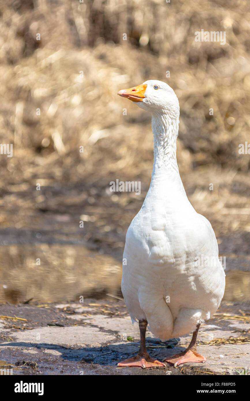 Oca bianca Foto Stock