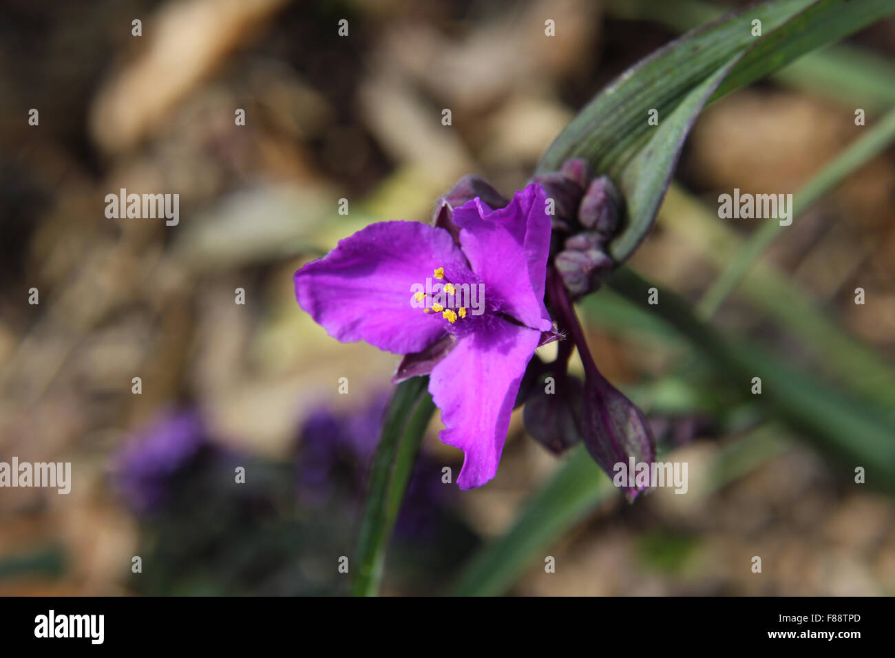 Deep Purple Tradescantia virginiana fiore con boccioli e viola-foglia venata Foto Stock
