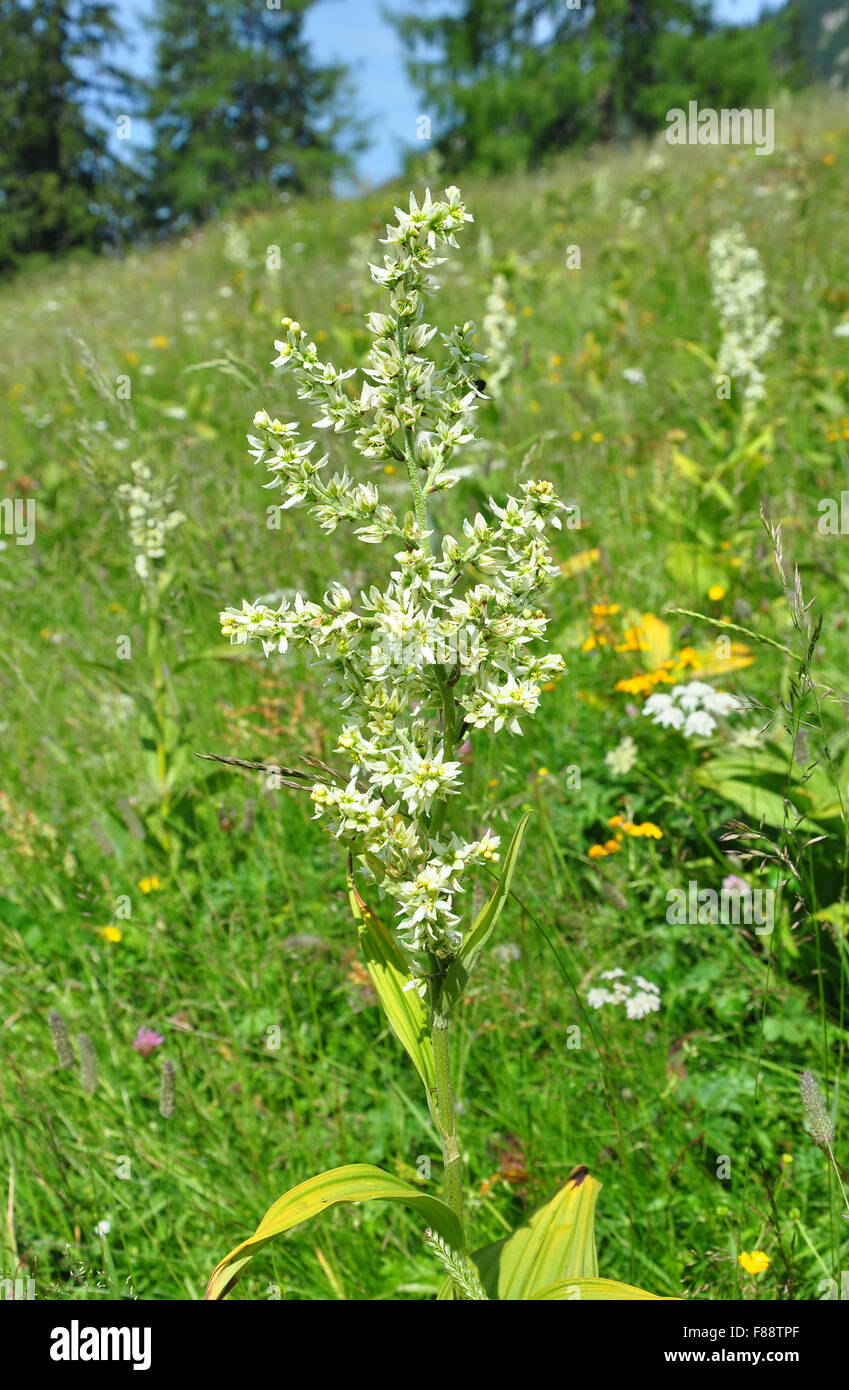 Bianco helleborine false (Veratrum album) Foto Stock